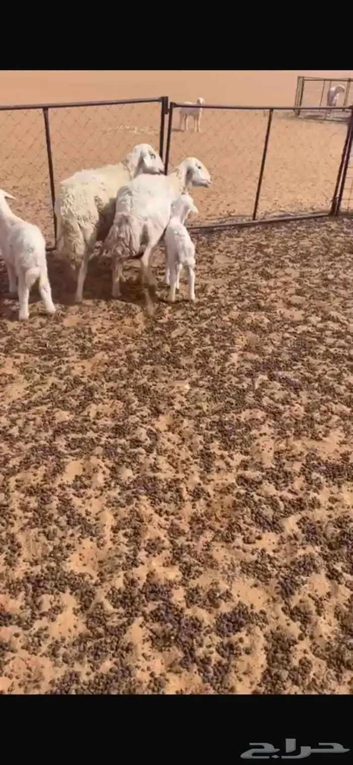 خلفات حريات 1