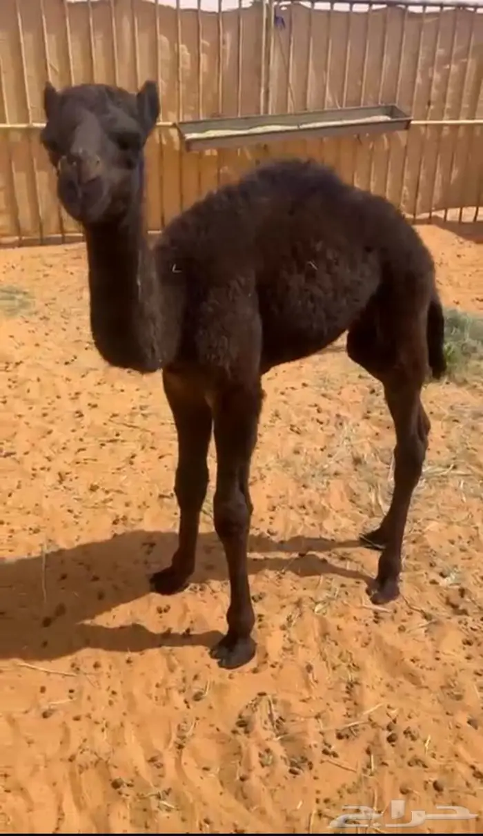 حوار عمره شهر ونص تقريب ا 2