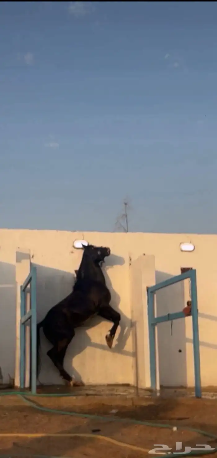 حصان شعبي شيخ 1