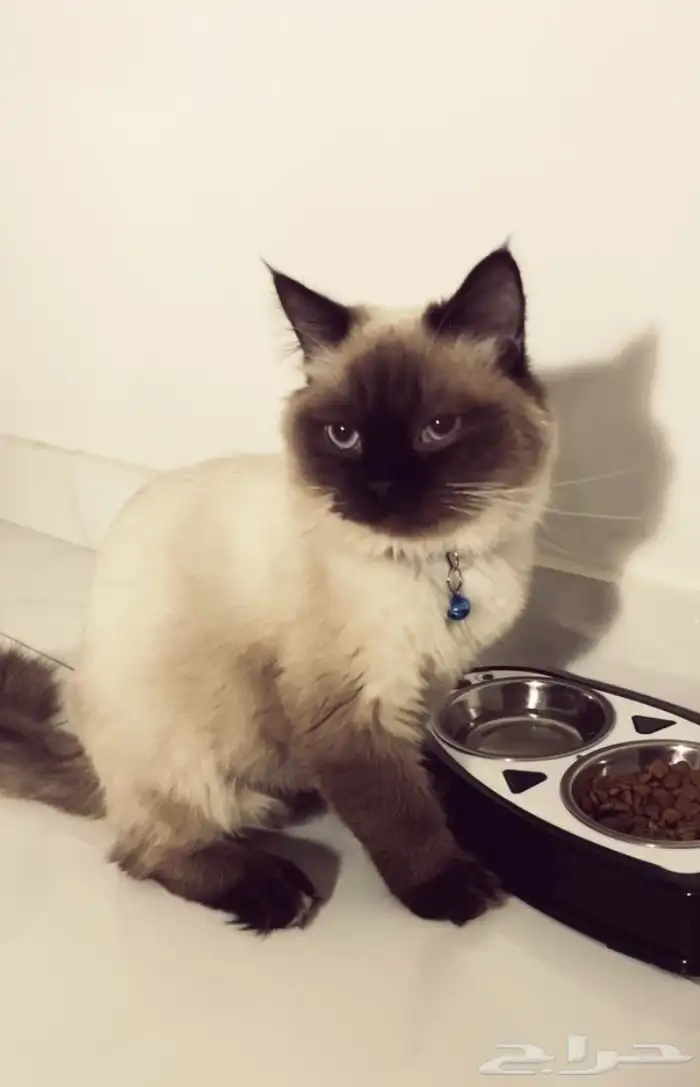 قطه هملايا 0