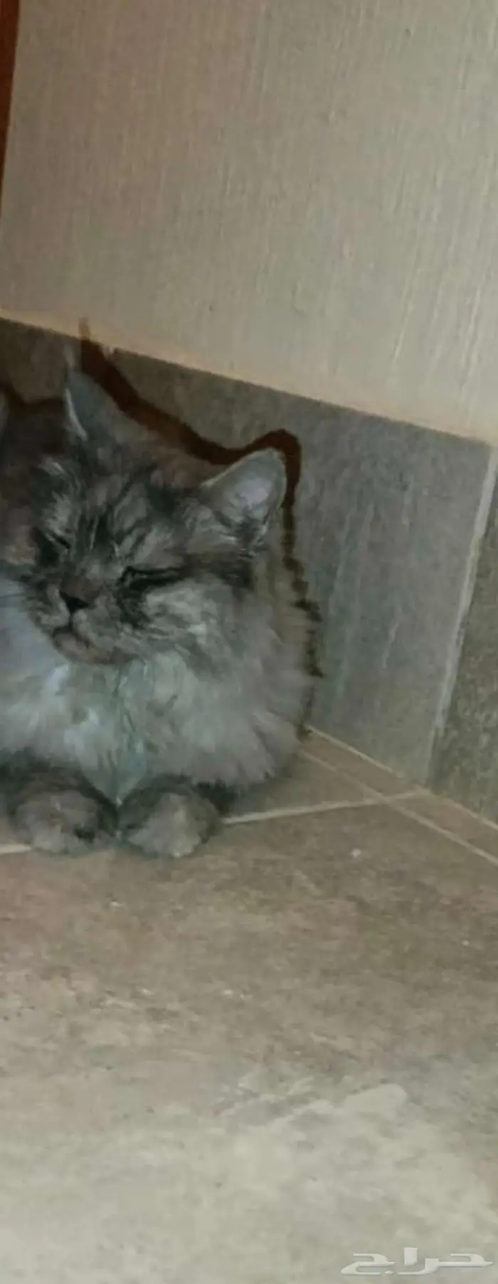 قط للبيع بالرياض مع مستلزماته 0