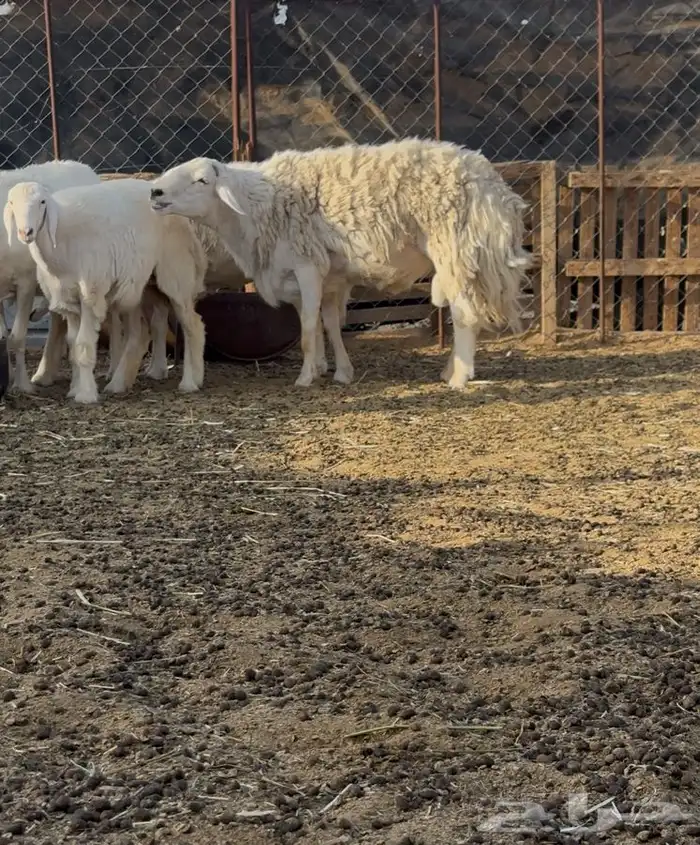 طلي حري مشروط 0