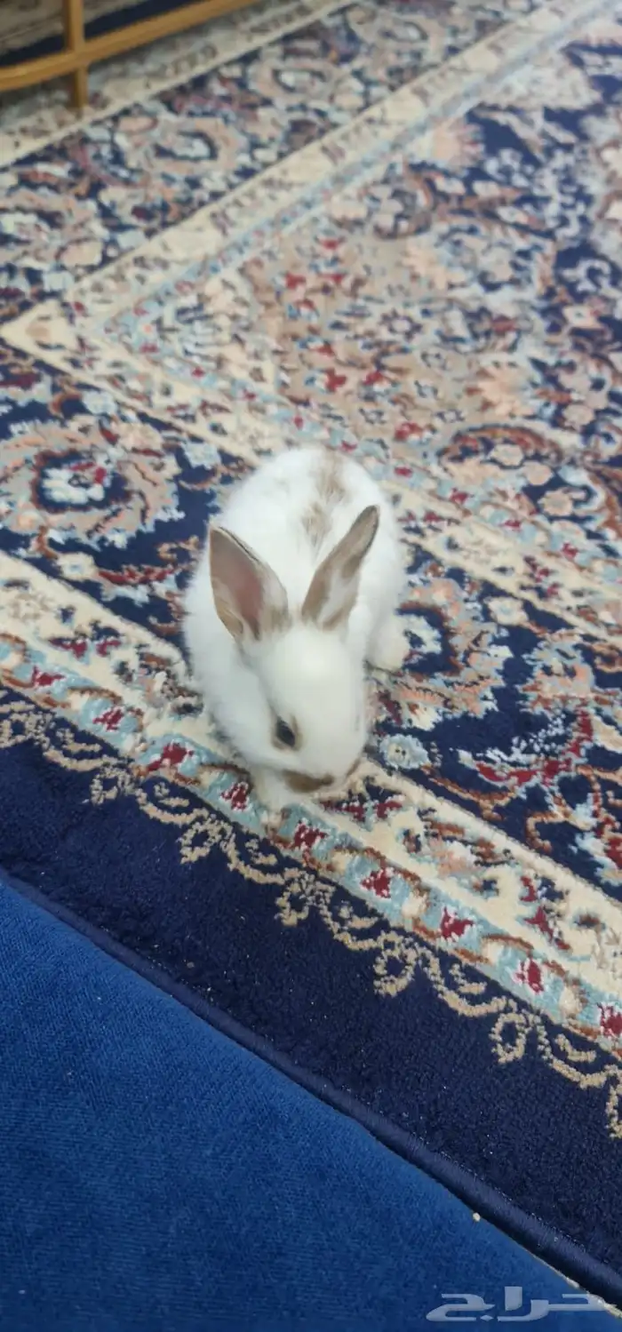 أرنب هولندي للبيع 2