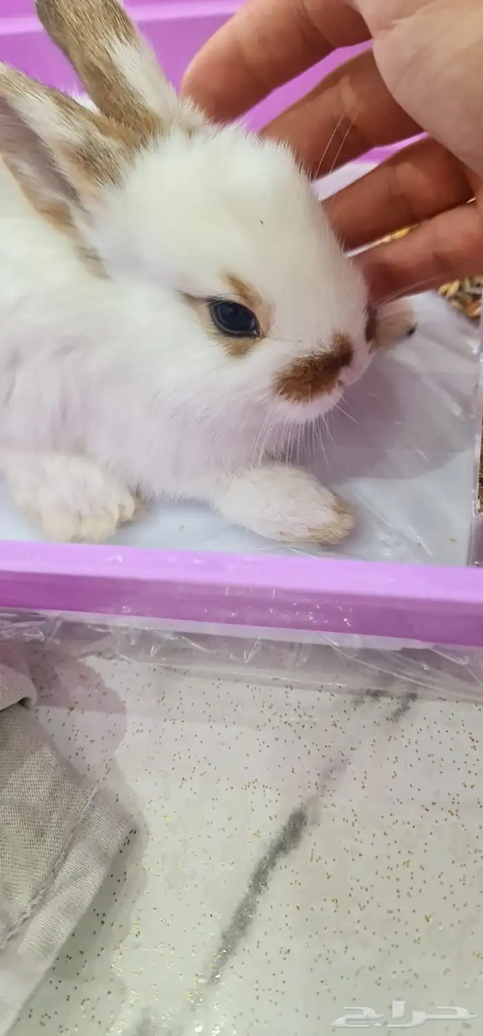 أرنب هولندي للبيع 3