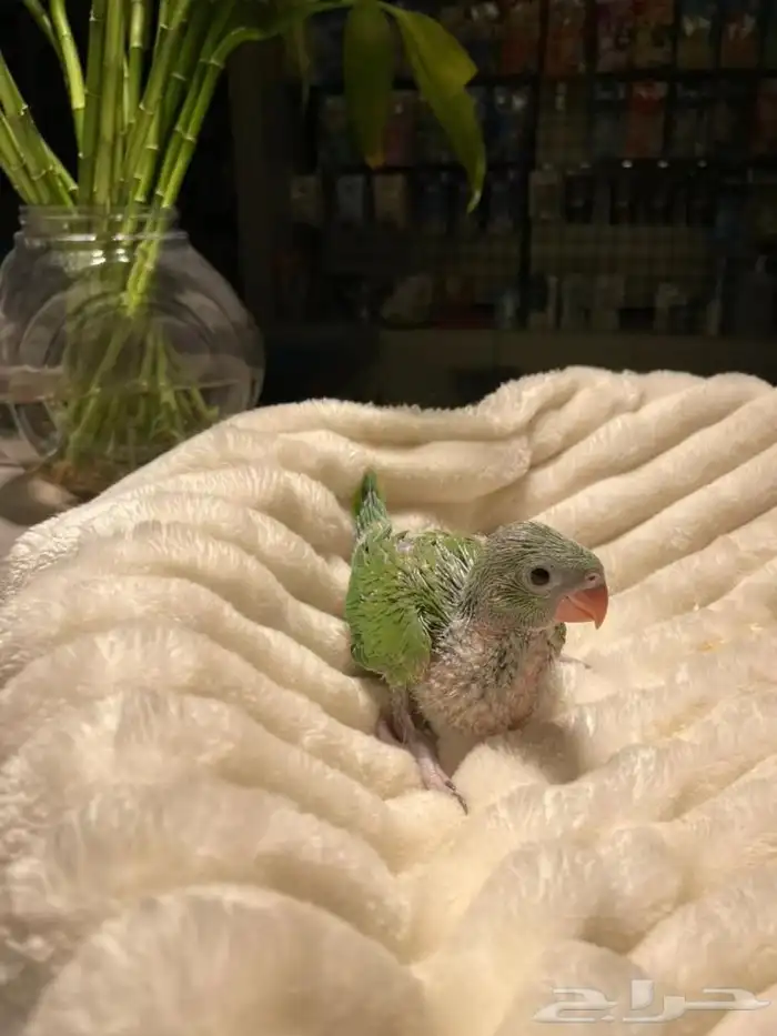 مطلوب فرخ دره 0