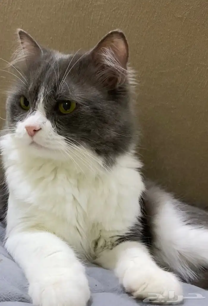 قط بيت اليف ولعوب للبيع 1