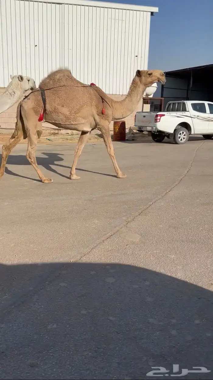 ضروبه شعلا 0