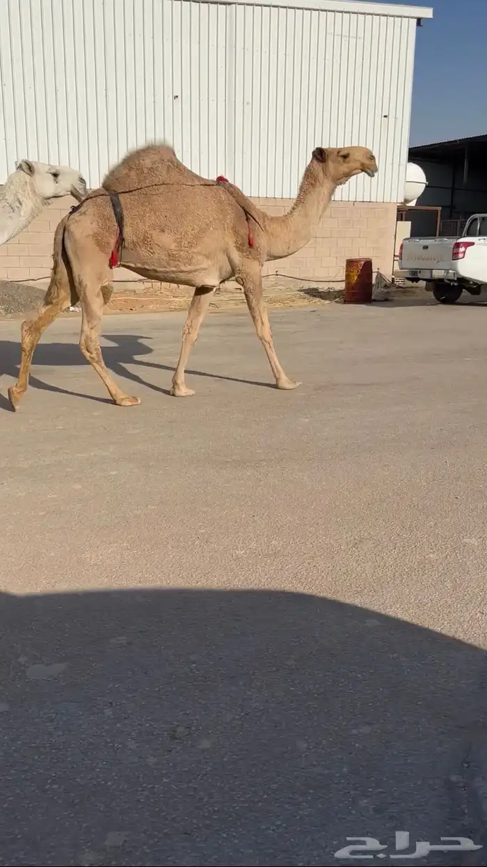 ضروبه شعلا 1