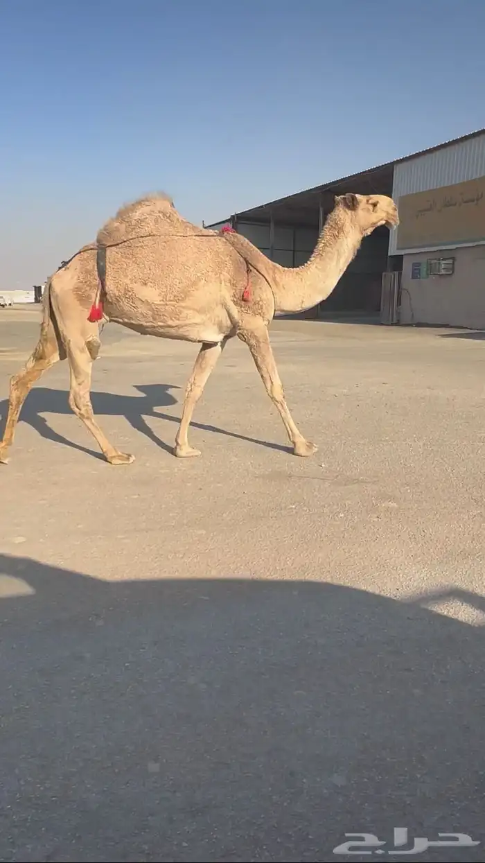 ضروبه شعلا 2