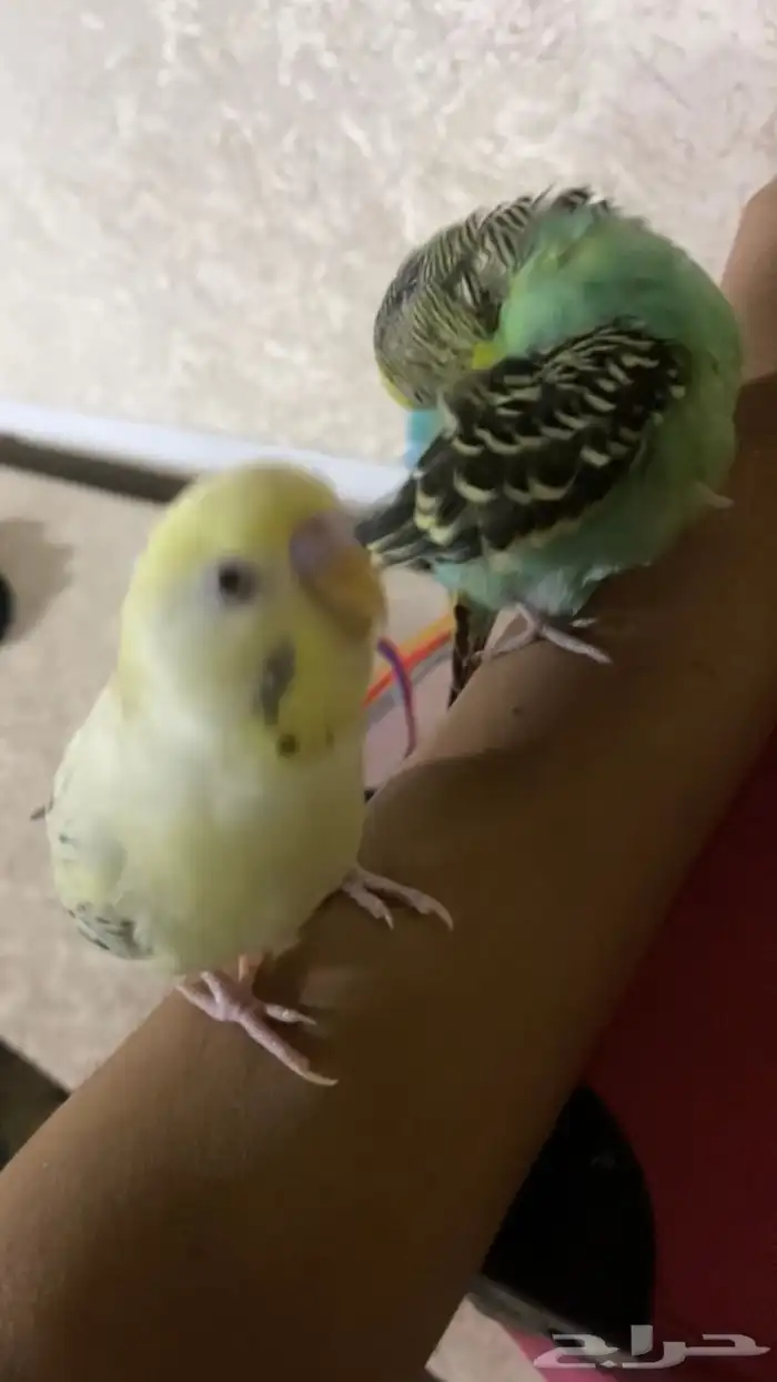 اتبنى طيور بنت من مكة عاشقة للطيور 3