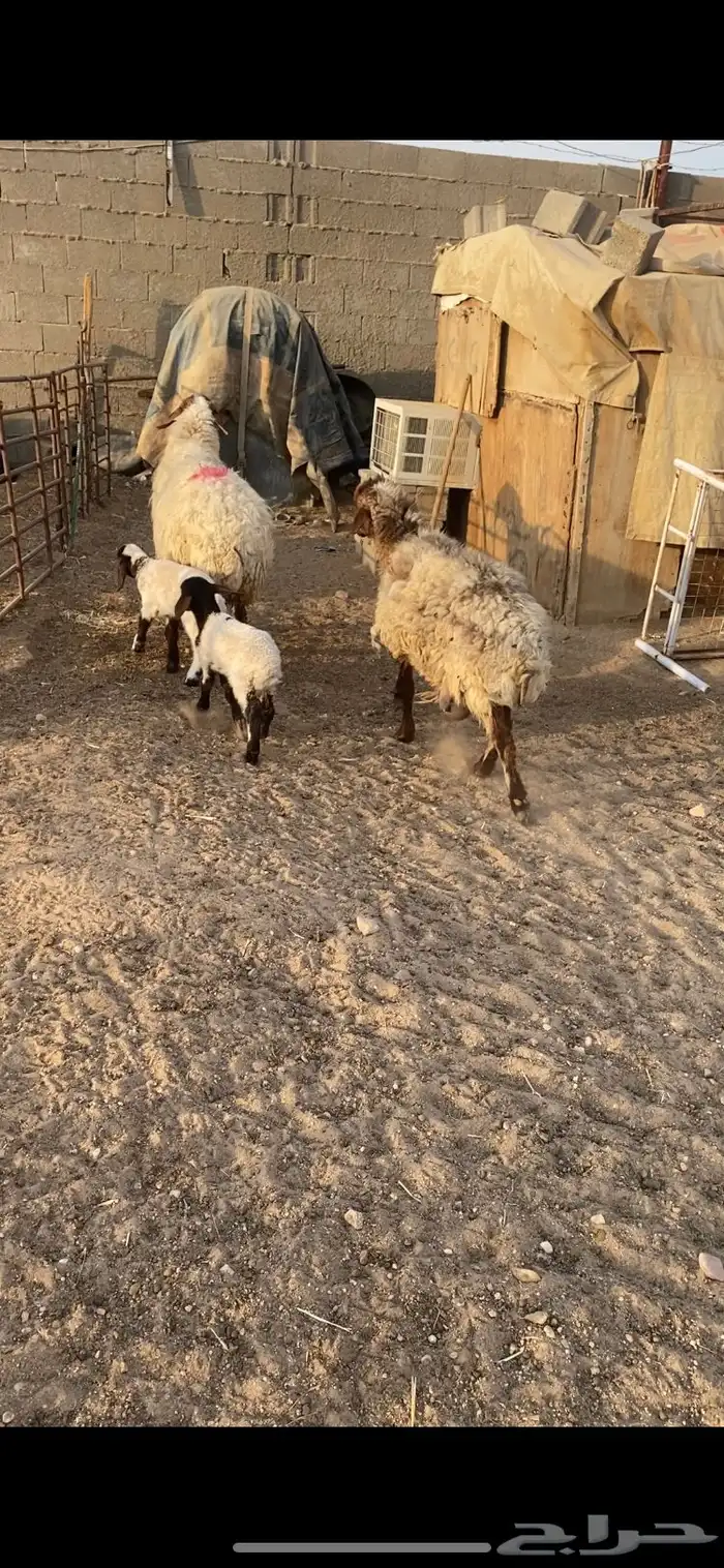 غنم مطافيل شرط سن وديد وروم 2 1
