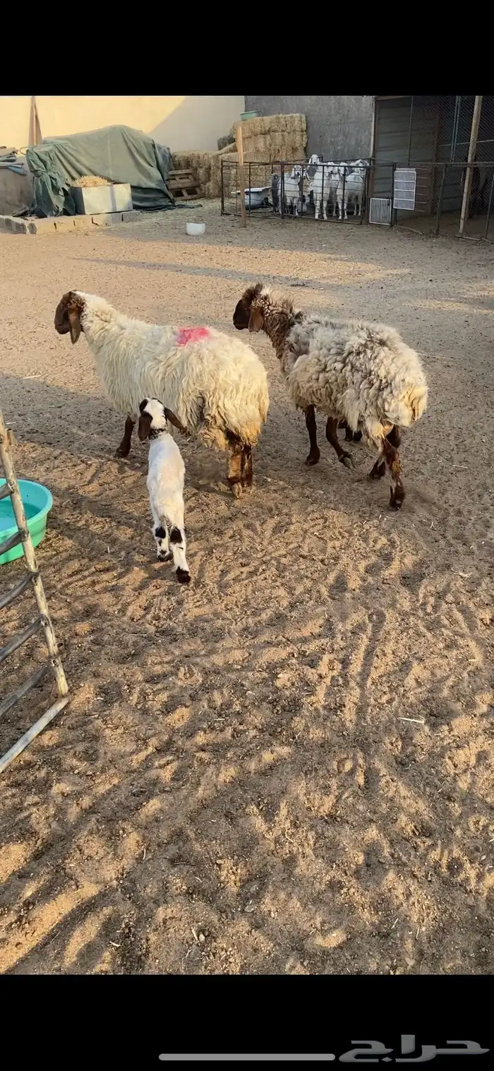 غنم مطافيل شرط سن وديد وروم 2 5