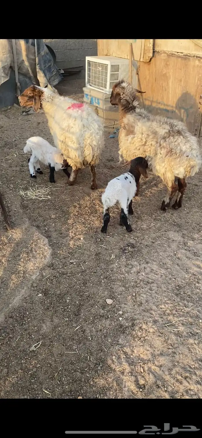 غنم مطافيل شرط سن وديد وروم 2 0