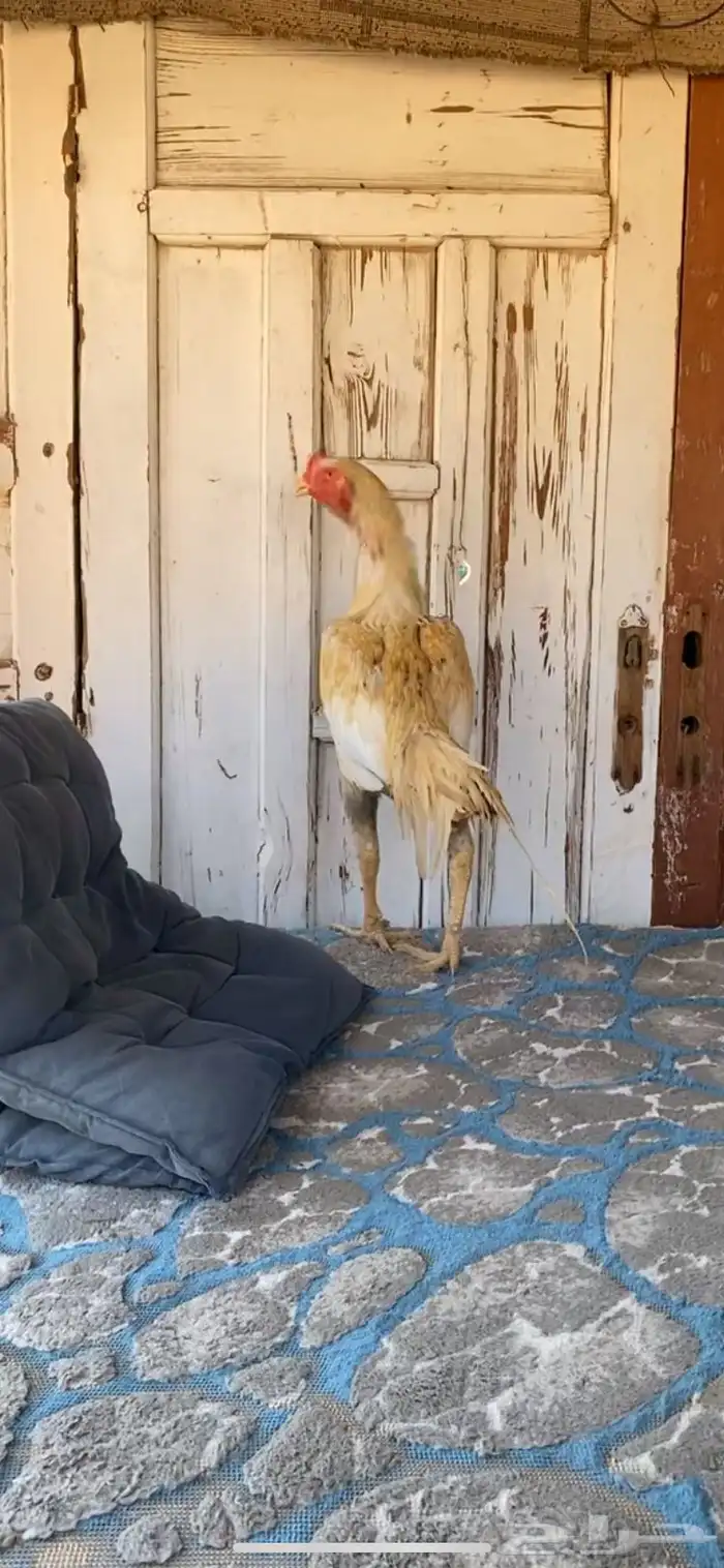 ديك باكستاني مشجر 0