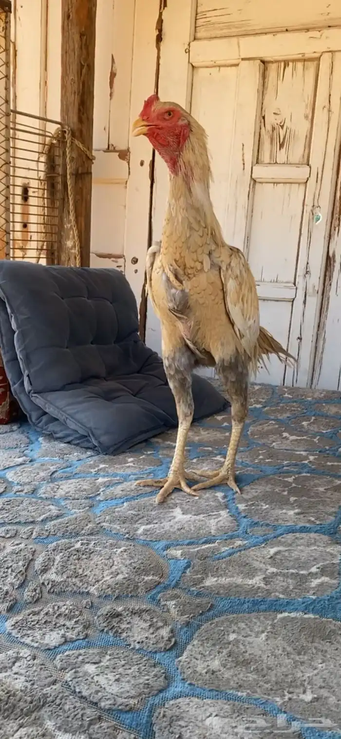 ديك باكستاني مشجر 2