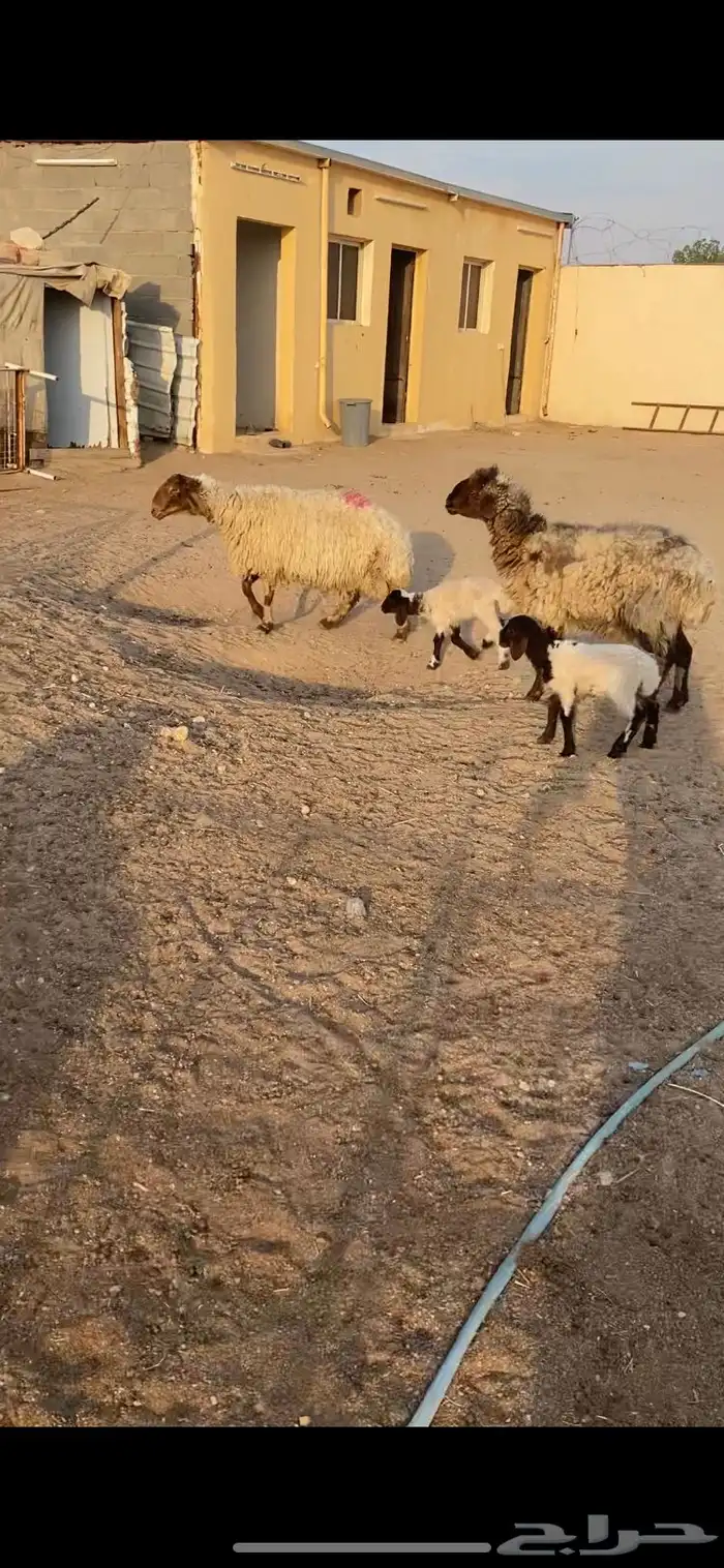 غنم مطافيل شرط سن وديد وروم 2 3