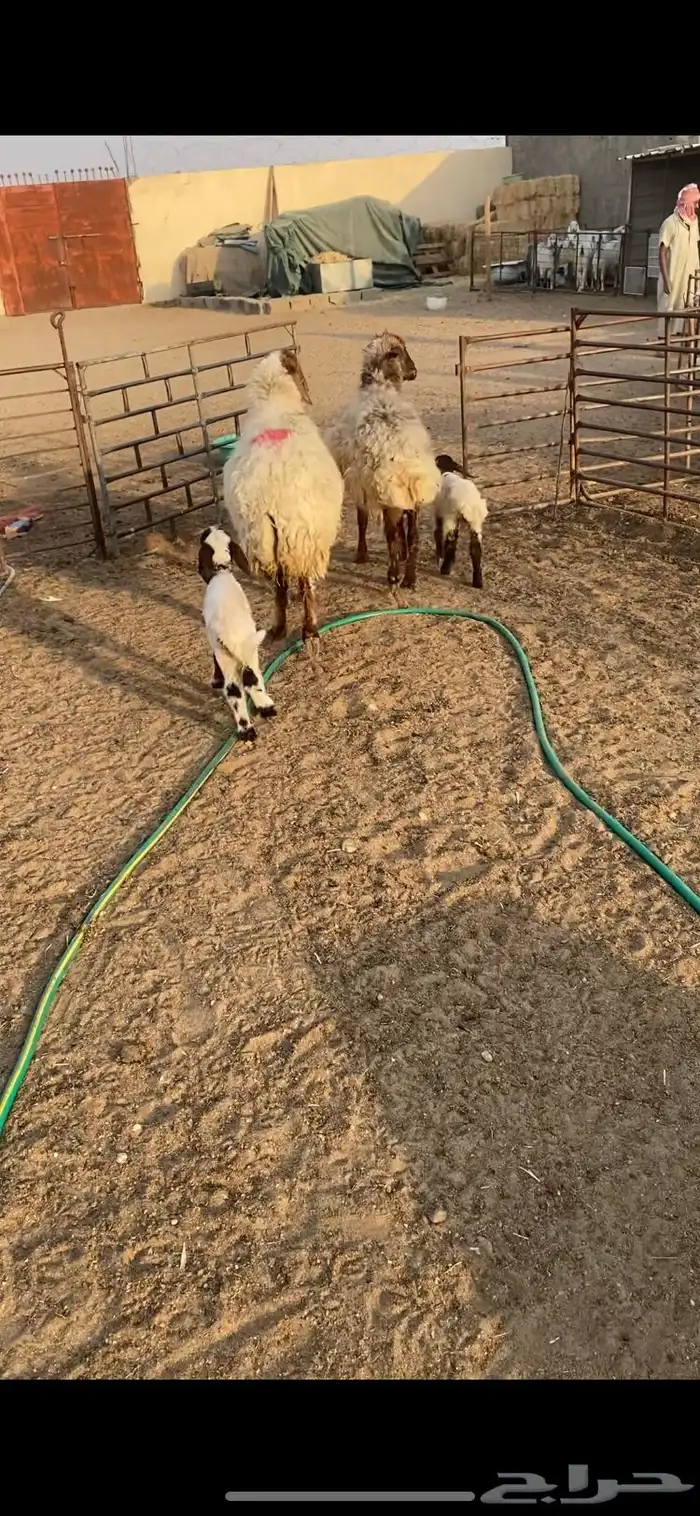 غنم مطافيل شرط سن وديد وروم 2 7