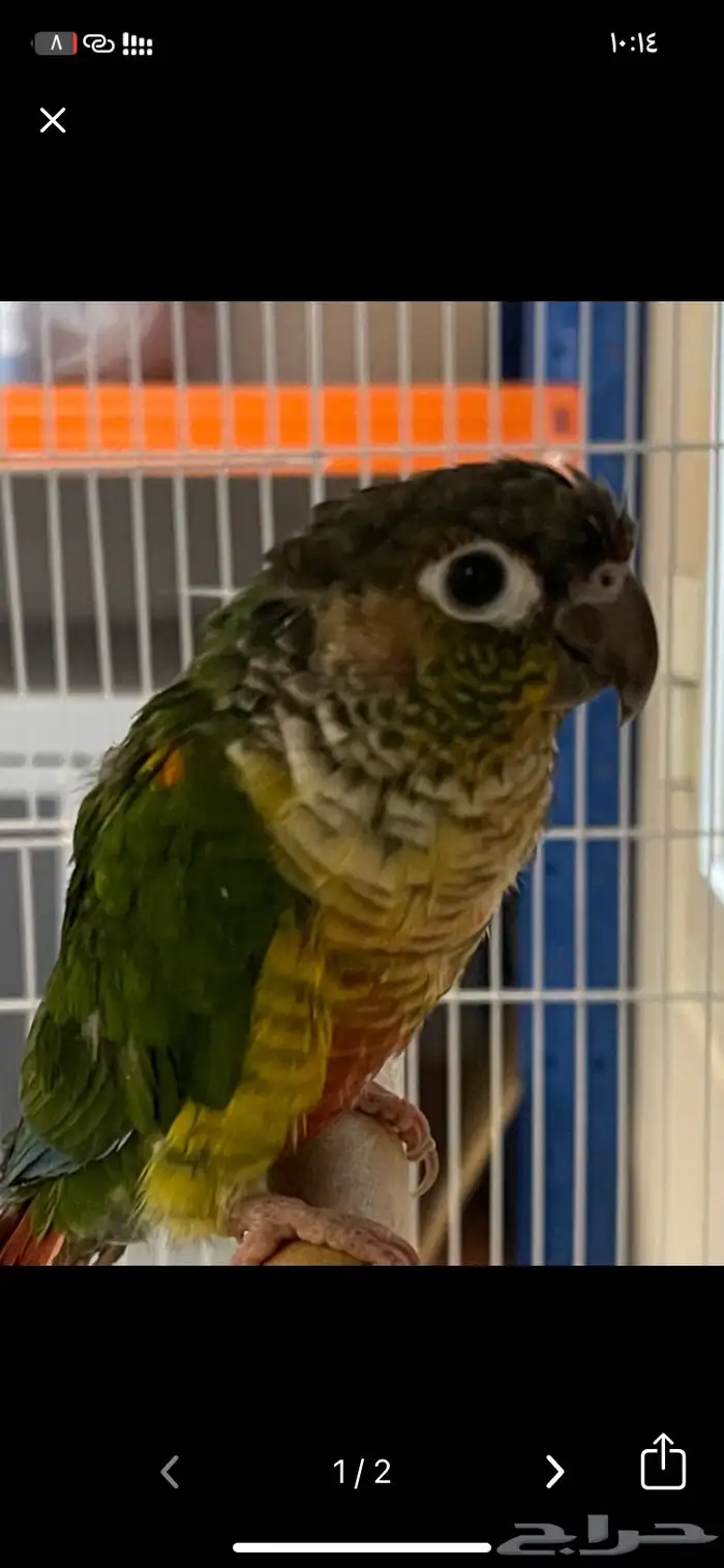 كنيور لعوب 0