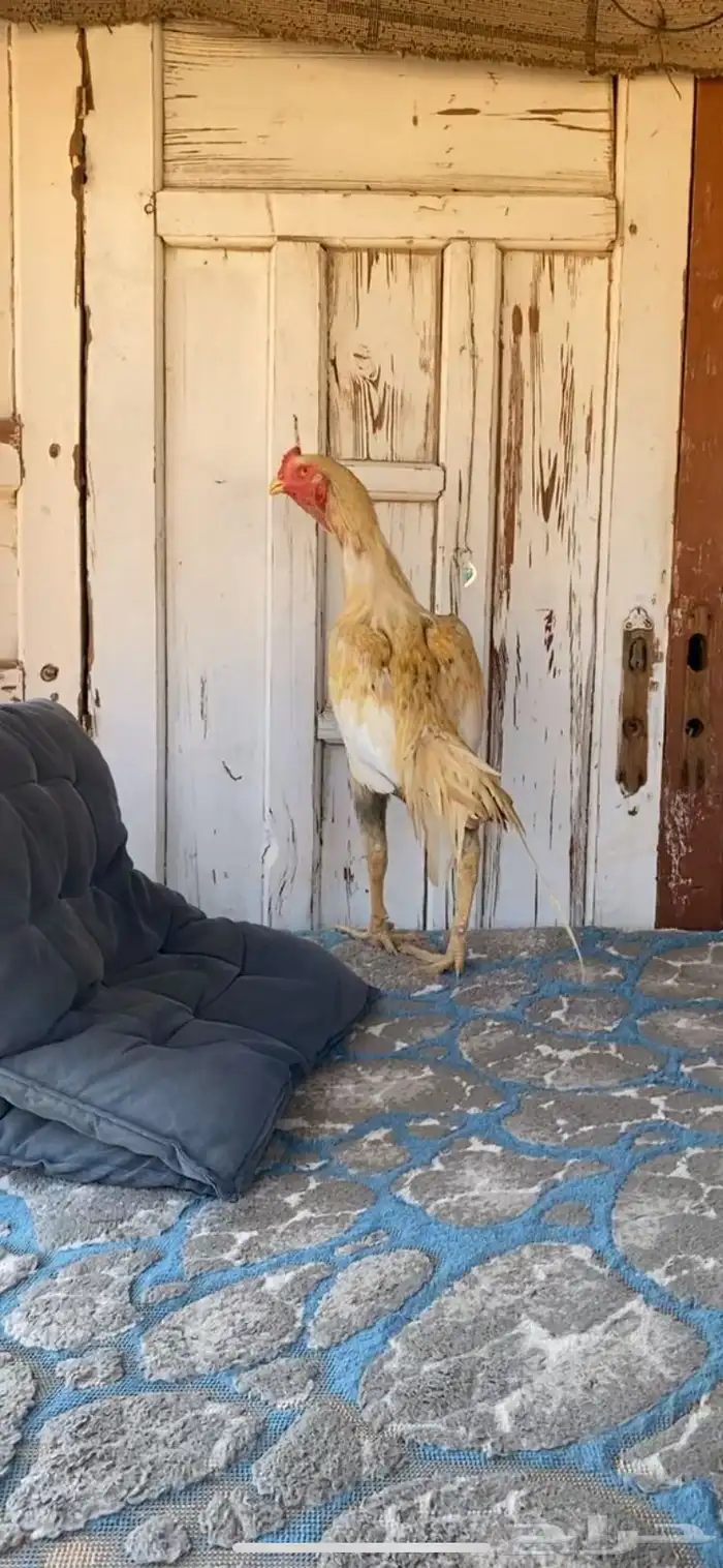 ديك باكستاني مشجر 3