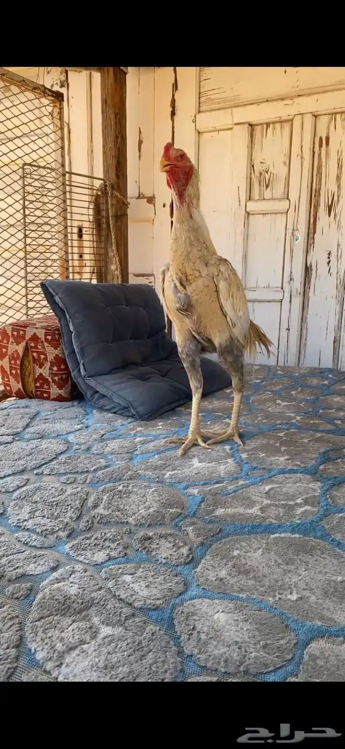 ديك باكستاني مشجر 1