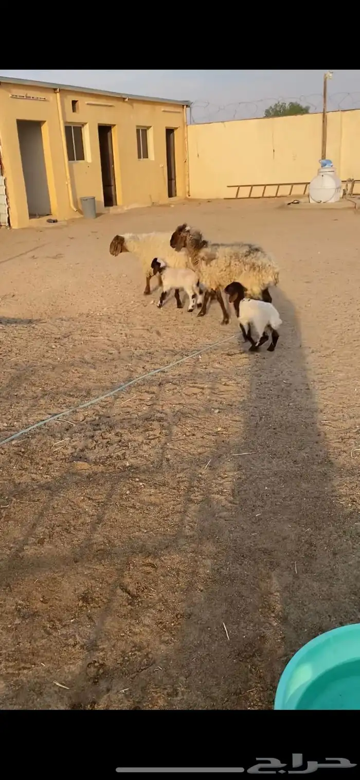 غنم مطافيل شرط سن وديد وروم 2 4