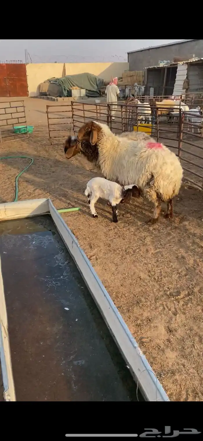 غنم مطافيل شرط سن وديد وروم 2 6