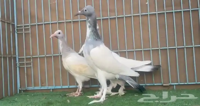 زوج سمبوسه ب انتاجه 3