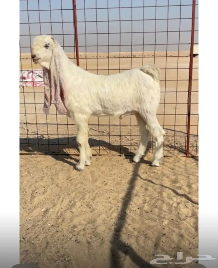 تيس فاخر سلالة الساحل الشرقي 0