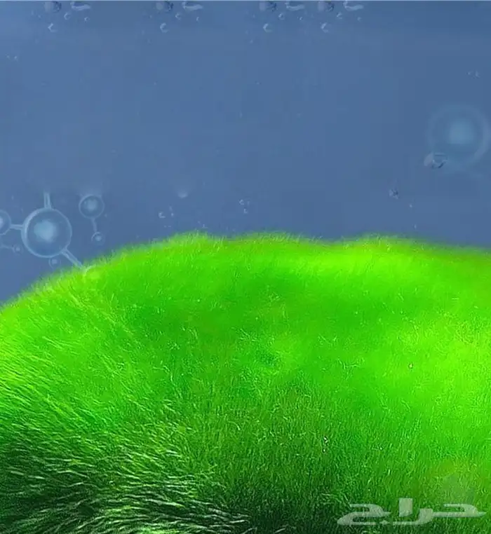 بودره الطحالب الارضيه لأحواض الأسماك النهريه 1