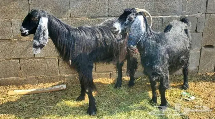 5 معزاء عوارض طيبات بالحيل 5