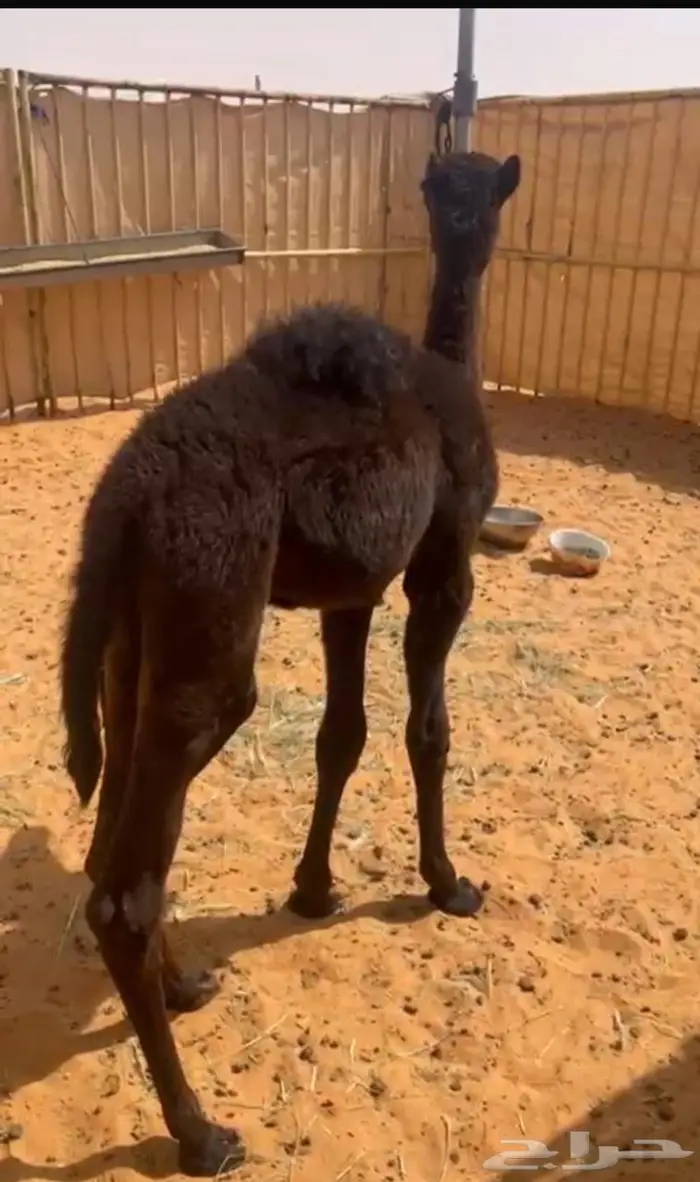 حوار عمره شهر ونص تقريب ا 0