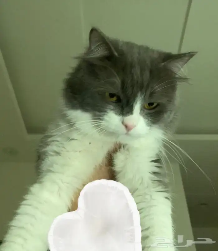 قط بيت اليف ولعوب للبيع 2