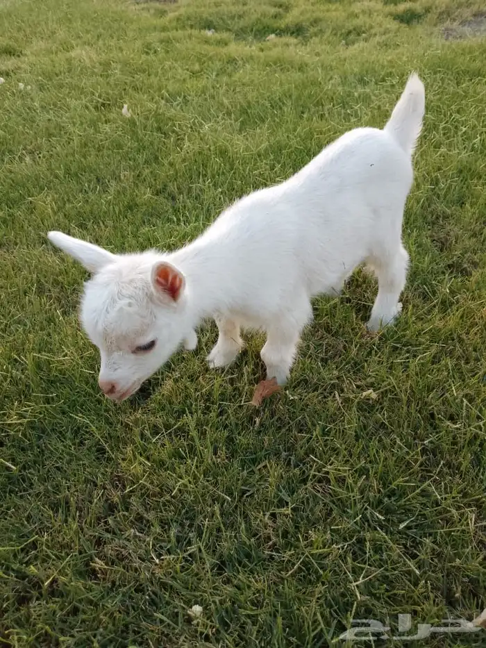 للبيع عناق قزمي تشيكي بيور 9