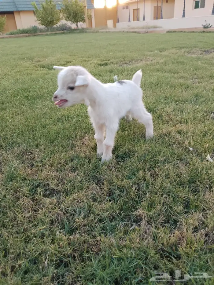 للبيع عناق قزمي تشيكي بيور 10