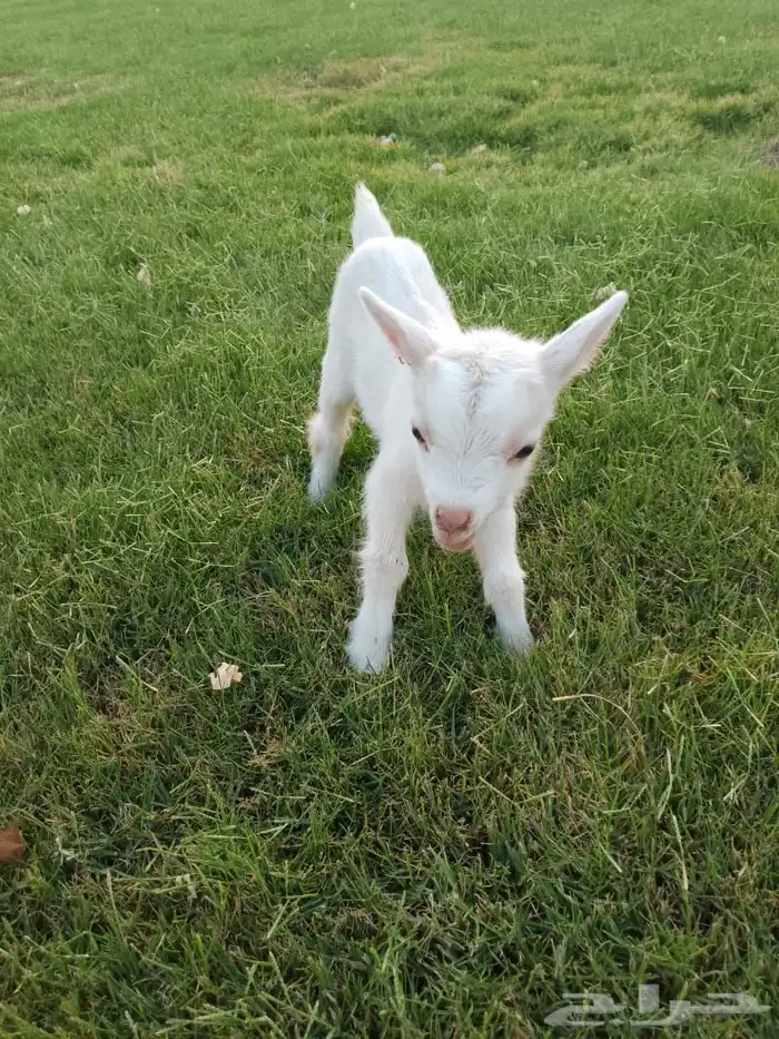 للبيع عناق قزمي تشيكي بيور 4