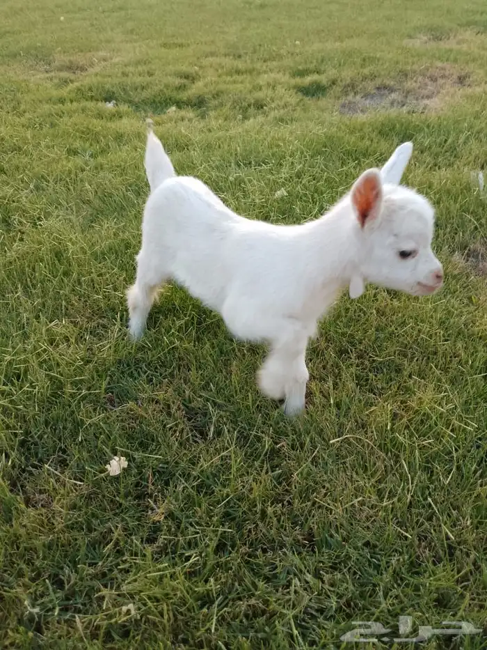 للبيع عناق قزمي تشيكي بيور 11