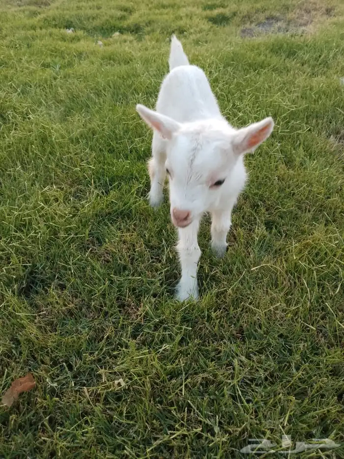 للبيع عناق قزمي تشيكي بيور 7