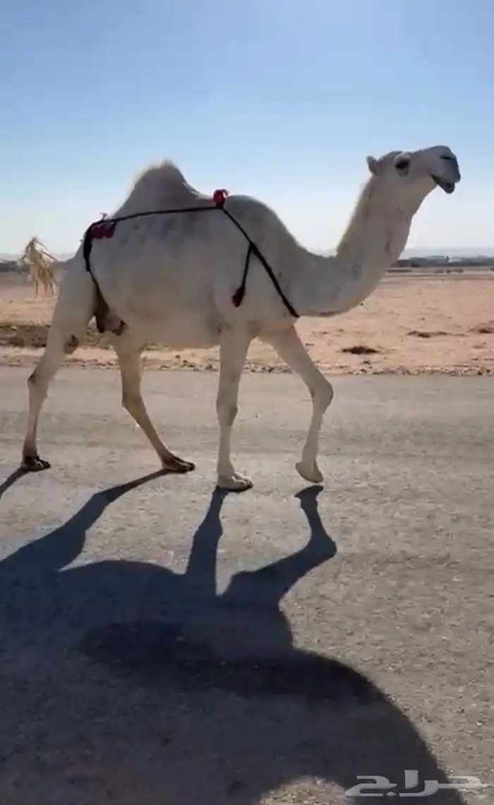 ناقه لقحه للبيع 0