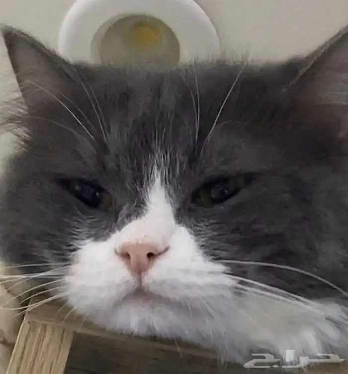 قط بيت اليف ولعوب للبيع 6