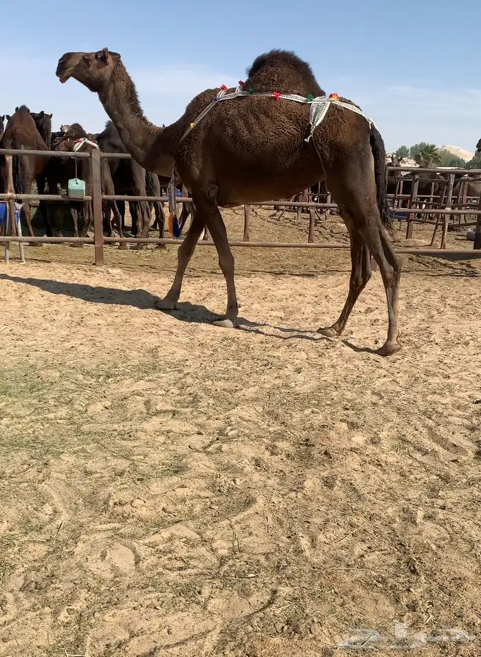 للبيع ضروبه زرقا ثنو 0