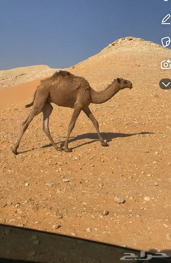 قعود عمره 5 شهور 1