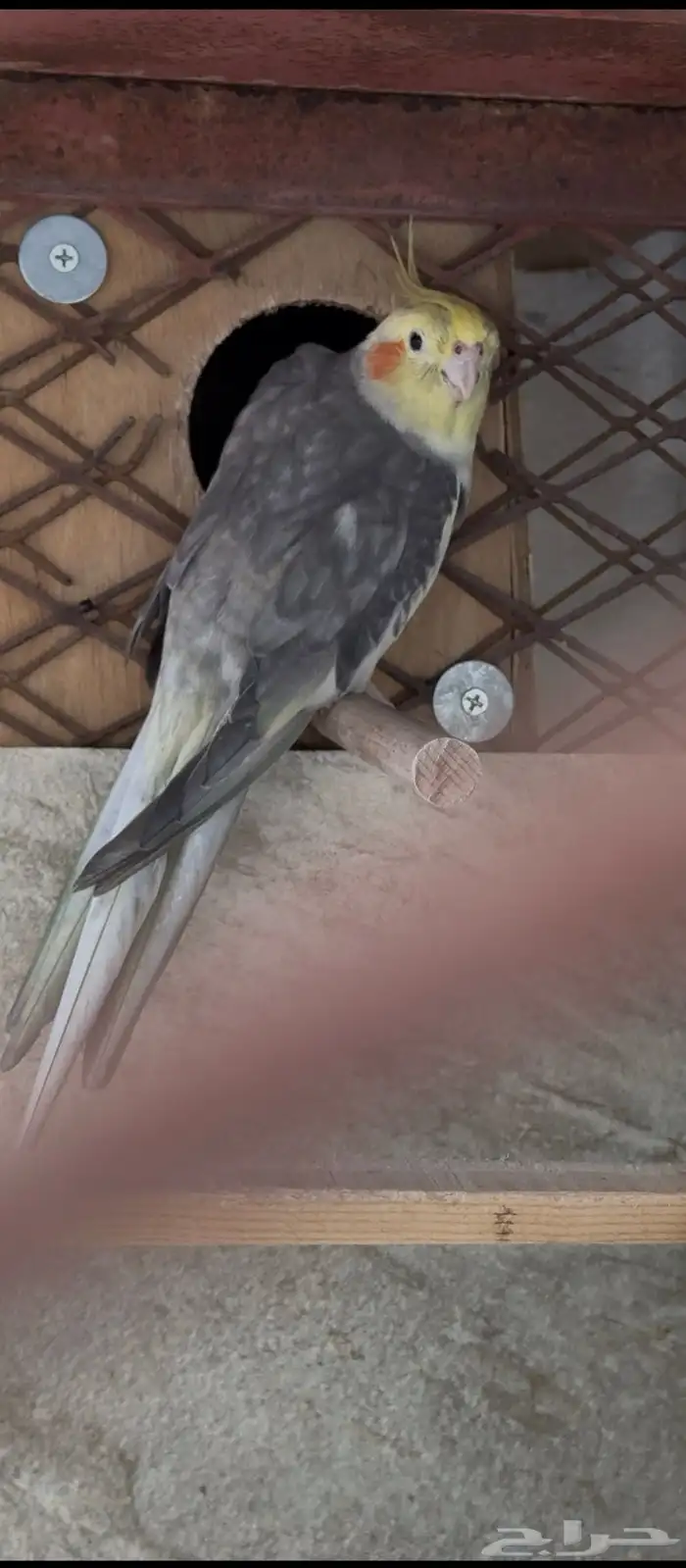 ذكر كروان جاهز مره ( بالليث ) 1