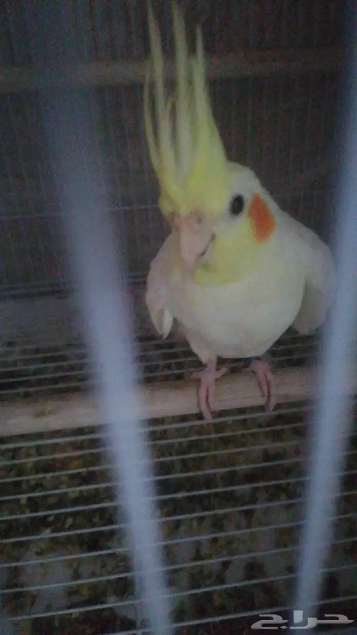 كروان حصلته ضايع 0