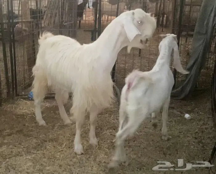 معزه العدد 2 شاميات برص صنف 0