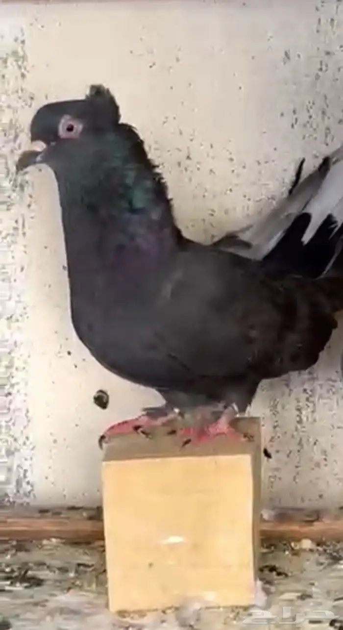 للبيع حمام قطيفي 0