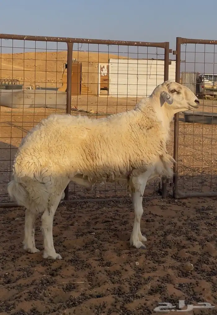 فحل مشروط صنف 0