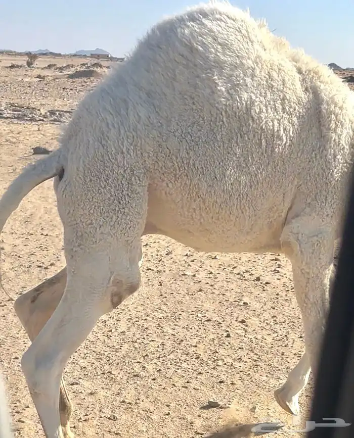 تثليث   فريب المثلث 2