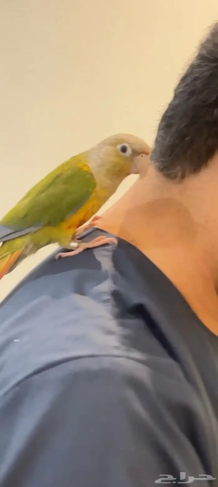 ببغاء كنيور أناناس للبيع 0