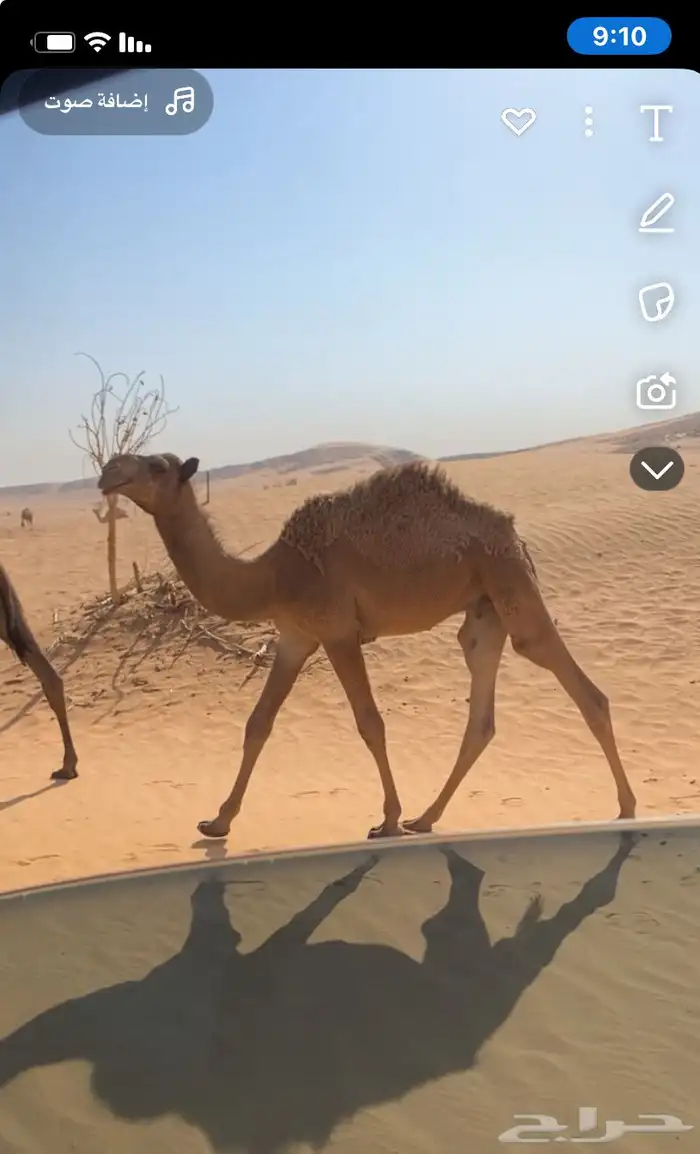 قعود عمره 5 شهور 0