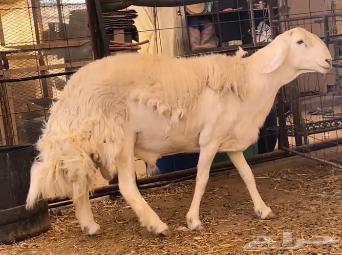 فحل حري صنف الصنف ثني 0